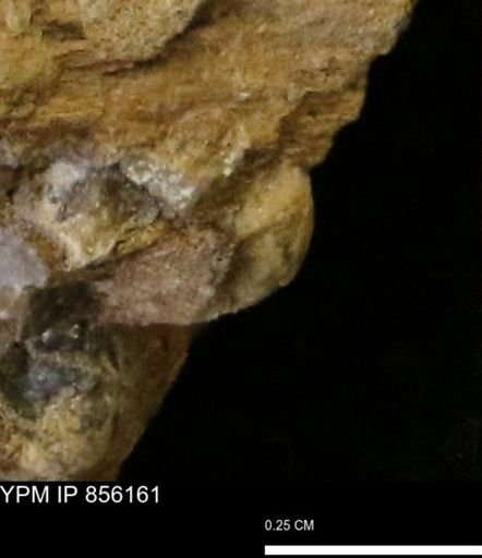 Teredo sp.