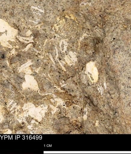 undet. Mollusca