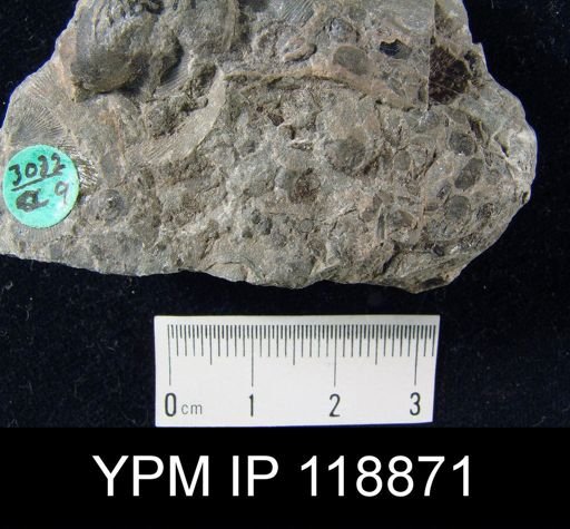 Pholidops acadiensis