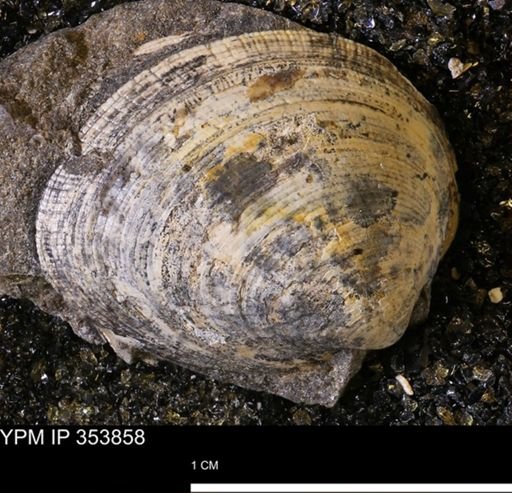 Limopsis striatopunctatus