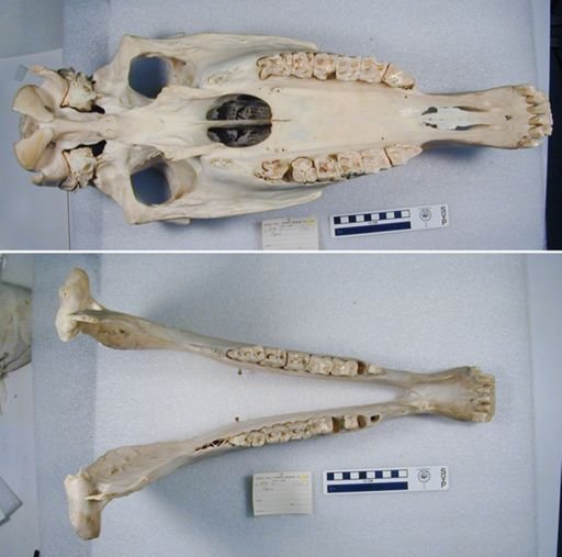 Equus caballus