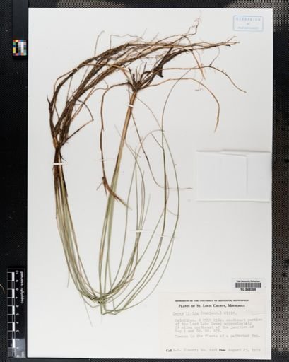 Carex livida