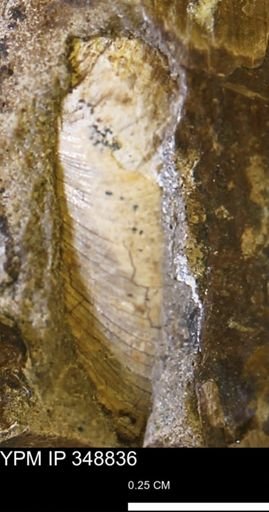 undet. Bivalvia