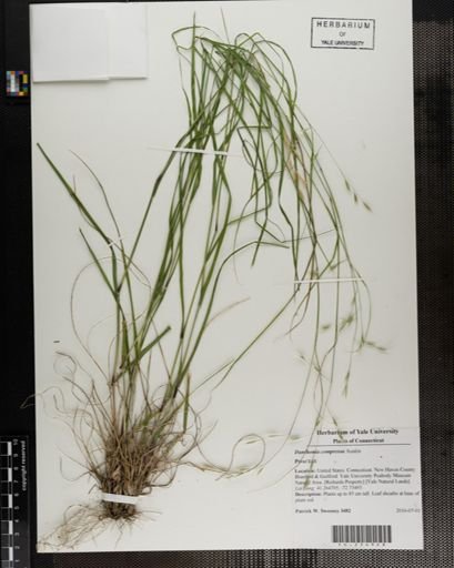 Danthonia compressa