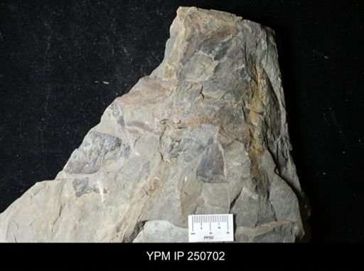 undet. Carcinosomatidae