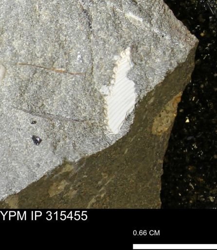 undet. Mollusca