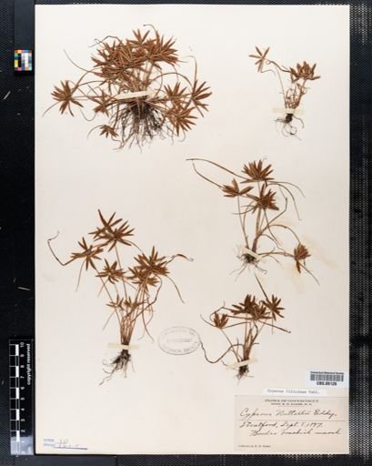 Cyperus nuttallii