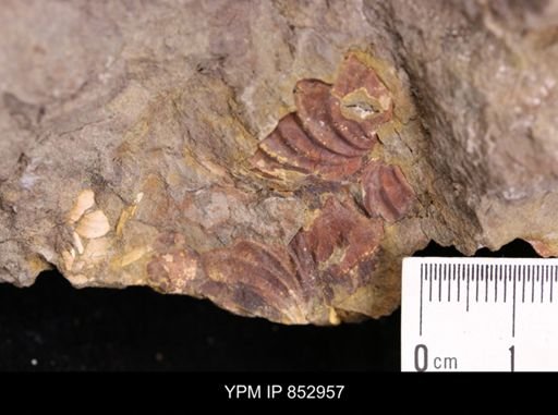 Inoceramus cf. acutiplicata