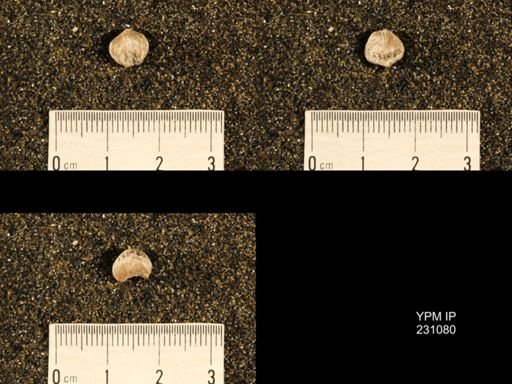 Wellerella tetrahedra