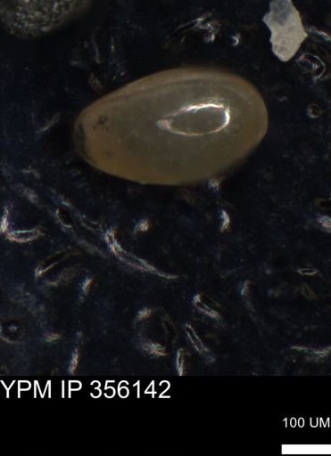 undet. Foraminiferida