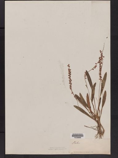 Stelis