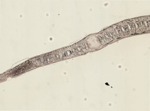 Turbellaria