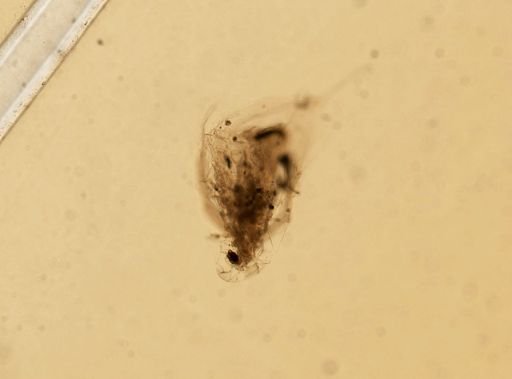 Daphnia