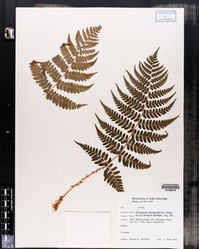 Dryopteris marginalis