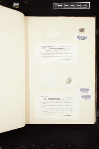 Calocylindrus curtus