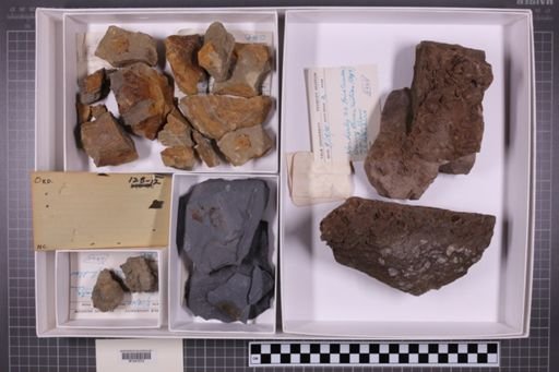 mixed taxa, stratigraphic collection