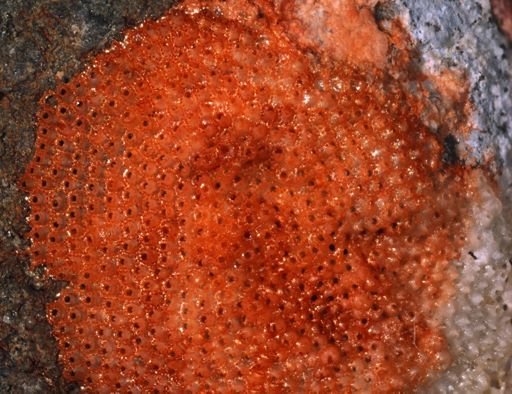 Hippopodina