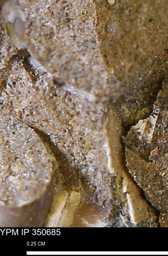 undet. Mollusca