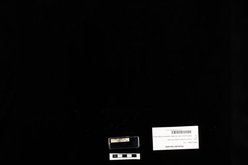 Plestiodon fasciatus