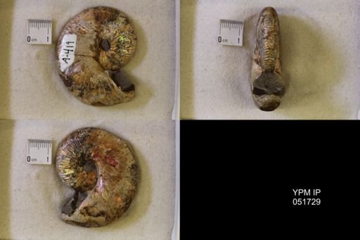 Hoploscaphites nicolletii