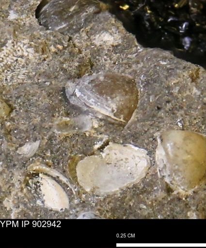 Corbulamella gregaria
