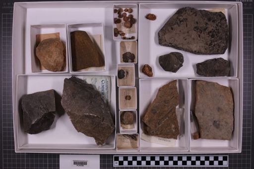 mixed taxa, stratigraphic collection