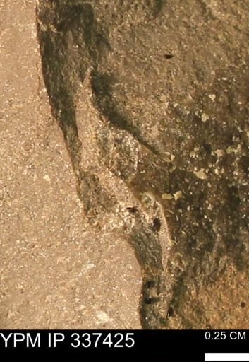 undet. Bivalvia