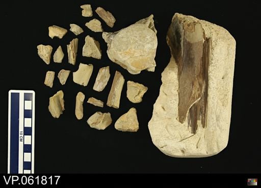 Mosasauridae