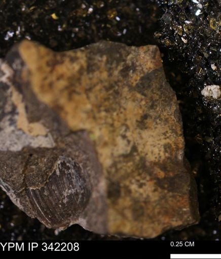 undet. Scaphitidae