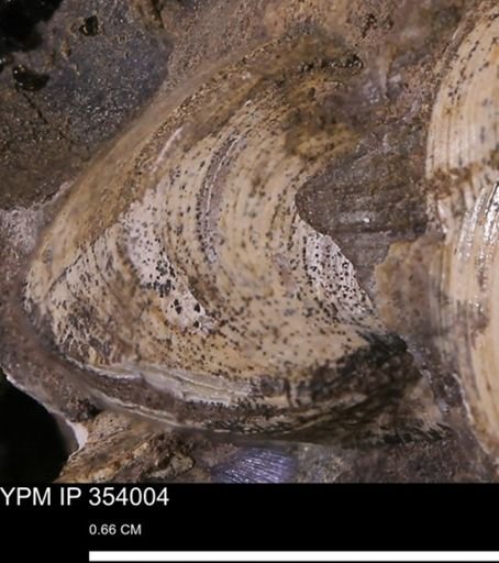 Limopsis striatopunctatus