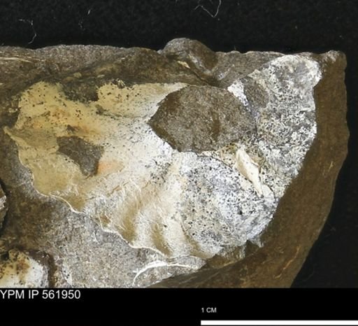 undet. Ammonoidea