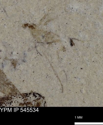 Diptera?