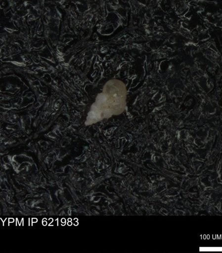 undet. Foraminiferida
