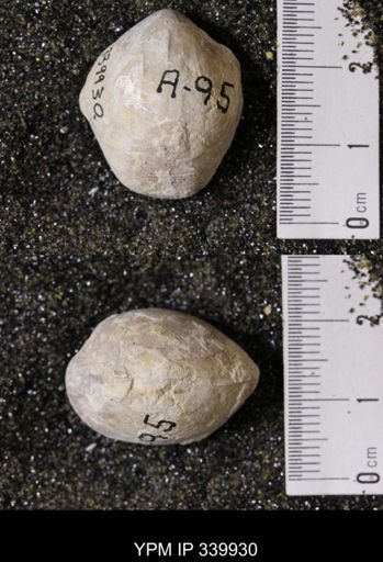 Kingena wacoensis