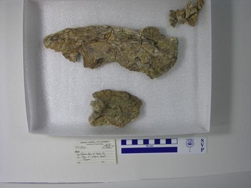 undet. Gnathostomata