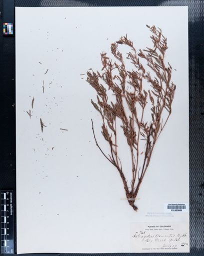 Astragalus