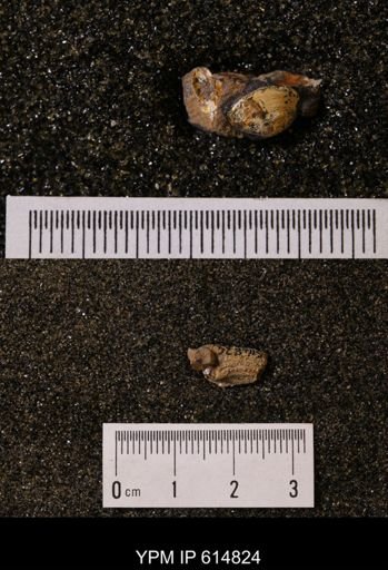 undet. Brachyura