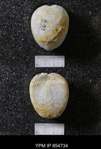 Holaster simplex