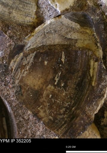 Limopsis striatopunctatus