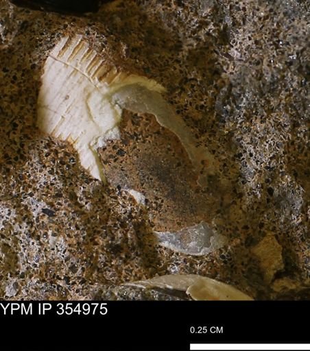 undet. Mollusca