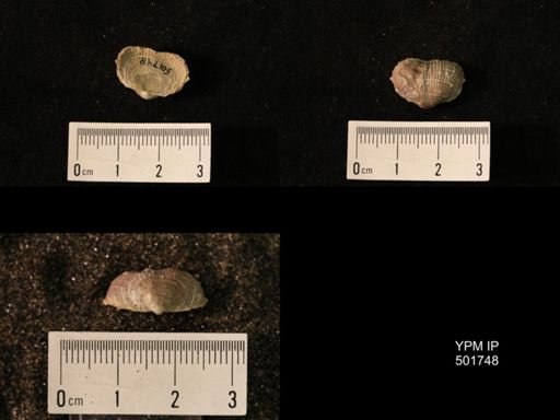 Marginifera lasallensis