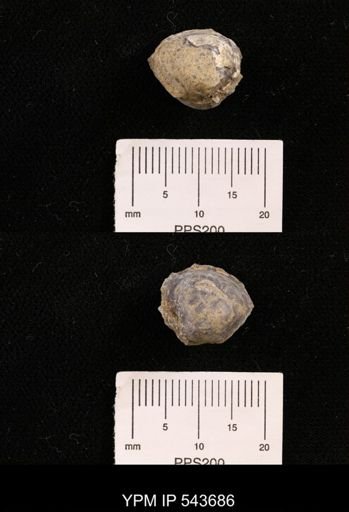 Protocardia sp.