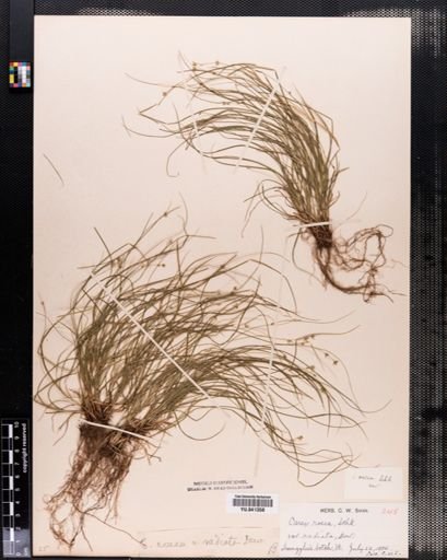 Carex radiata
