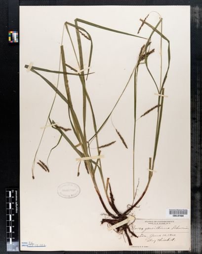 Carex gracillima