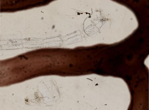 Paracladopelma