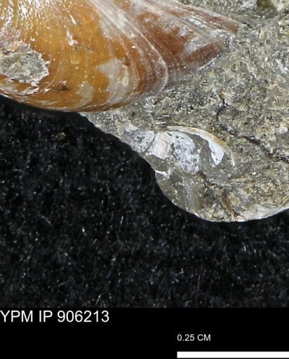 undet. Mollusca
