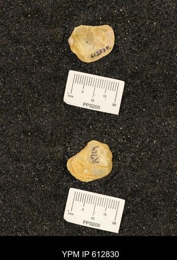 Ostrea translucida