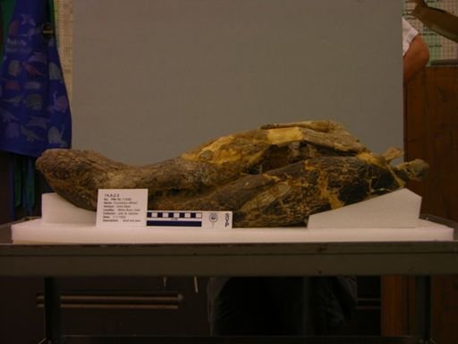 Crocodylus affinis