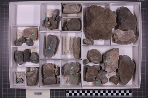 mixed taxa, stratigraphic collection