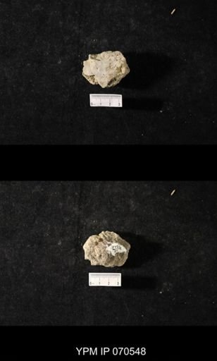 Favosites louisvillensis
